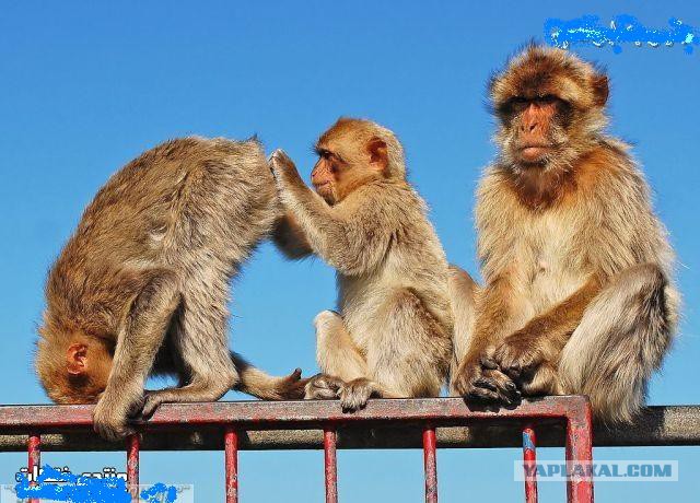 Янукович фигни не скажет