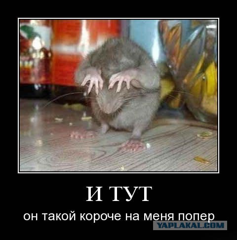 Весёлые картинки. Разбавим будни