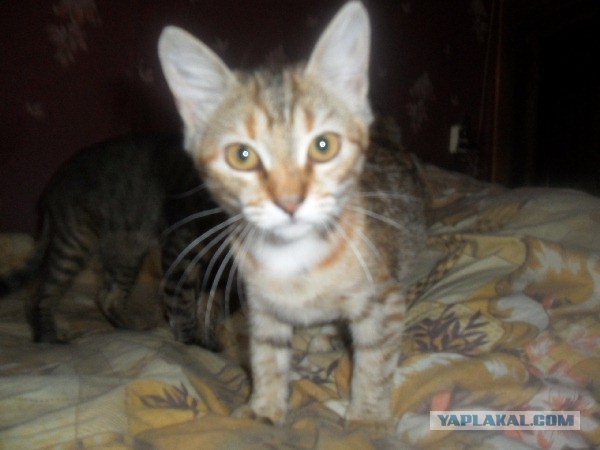 Котовторник 09.09.2014