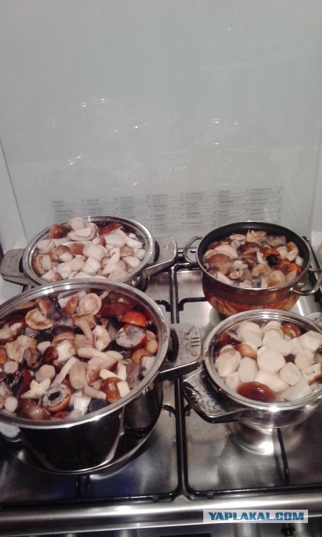 Вспомним лето! Вылазка за грибами.