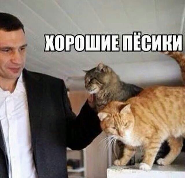 Косоглазые котики