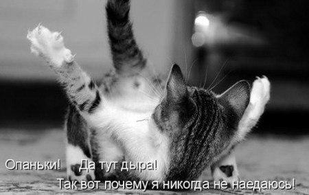 Котовторник  21.07.2015