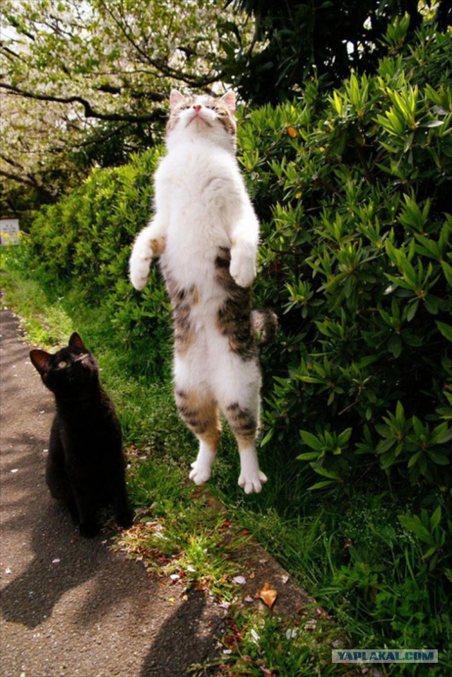 Котовторник
