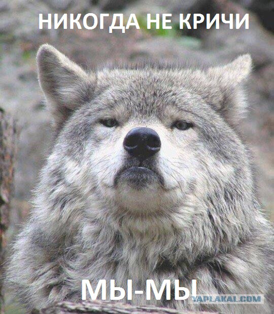 Придет серенький волчок