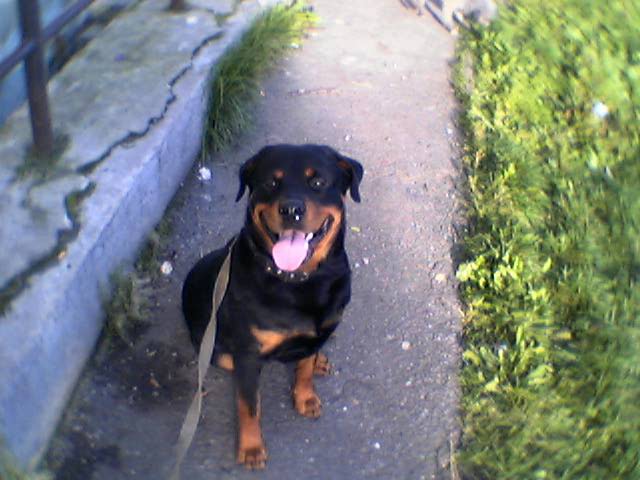 Собакочетверг же, ау!