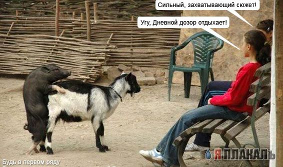 ХРЮШКИ. Уголок Пятачка, кабаны, свиньи