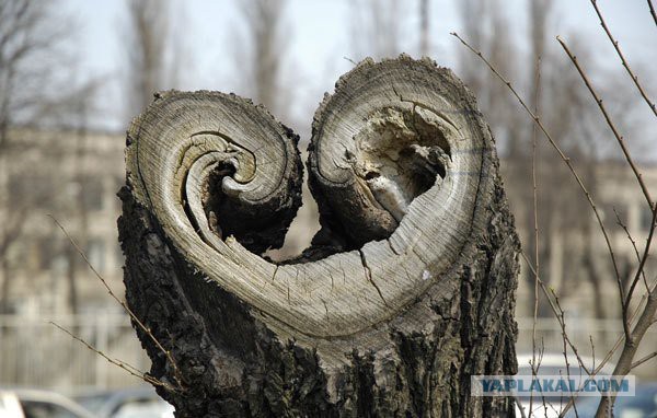 Сердце бывшей