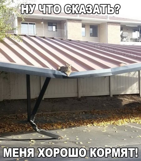 Мохнатые беспредельщики