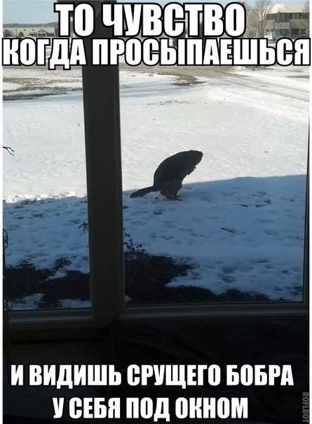 Мохнатые беспредельщики