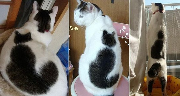 Мохнатые беспредельщики