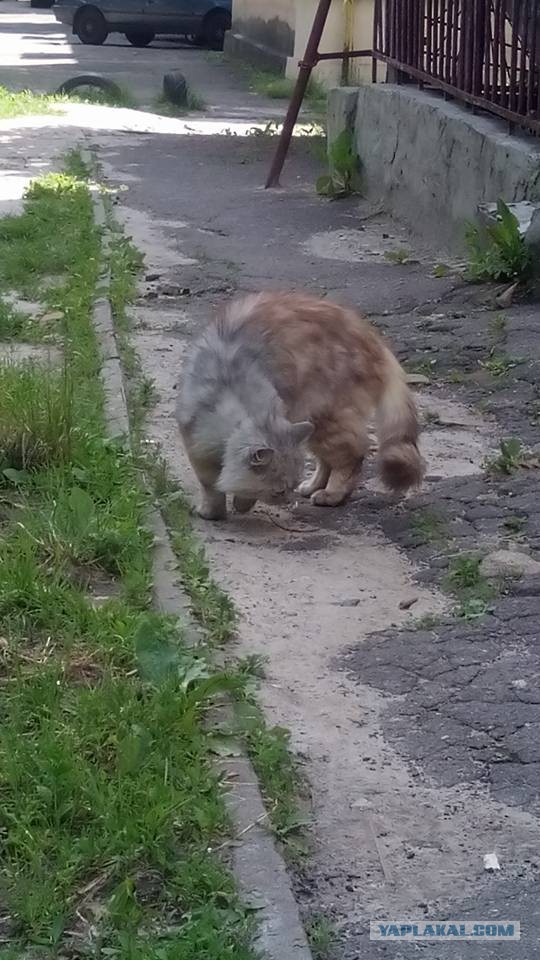 Котовторник на вторник, Котовторник