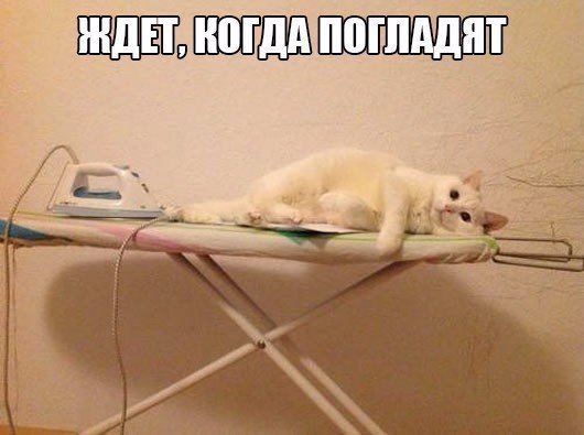 Коты из сети