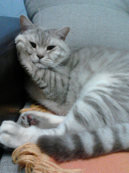 Котовторник 22.11.2016