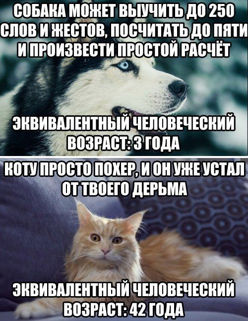 Как понять язык кота: Краткий человеко-кошачий словарь