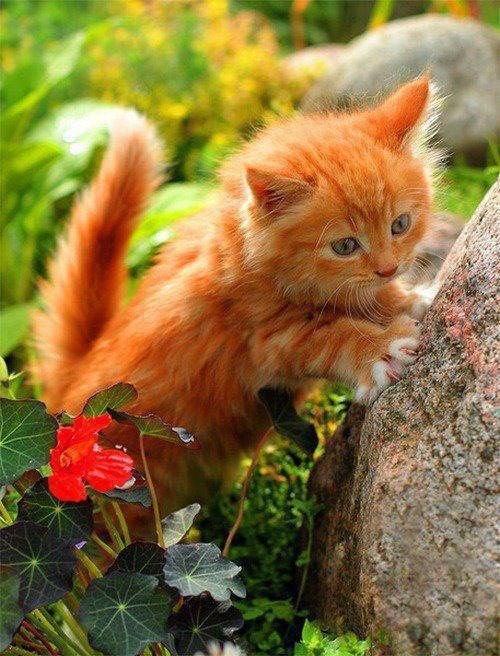 Коты из сети