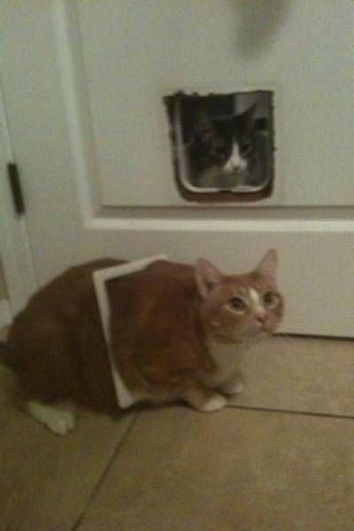 Коты и Кошки