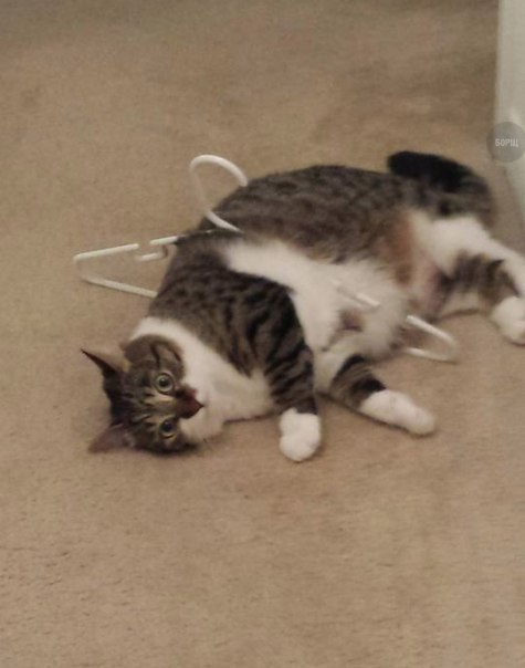 Коты и Кошки