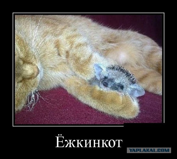 Тот самый, "Ёшкин кот"