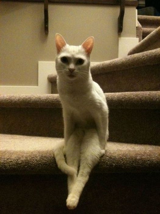 Коты и Кошки