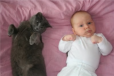 Коты и Кошки