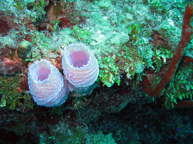 Голубая дыра (Great Blue Hole)