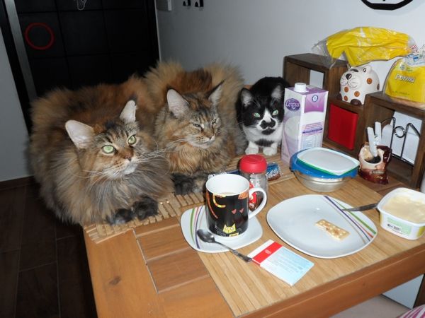Коты и Кошки