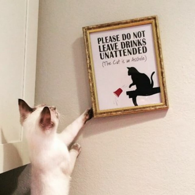 Коты и Кошки