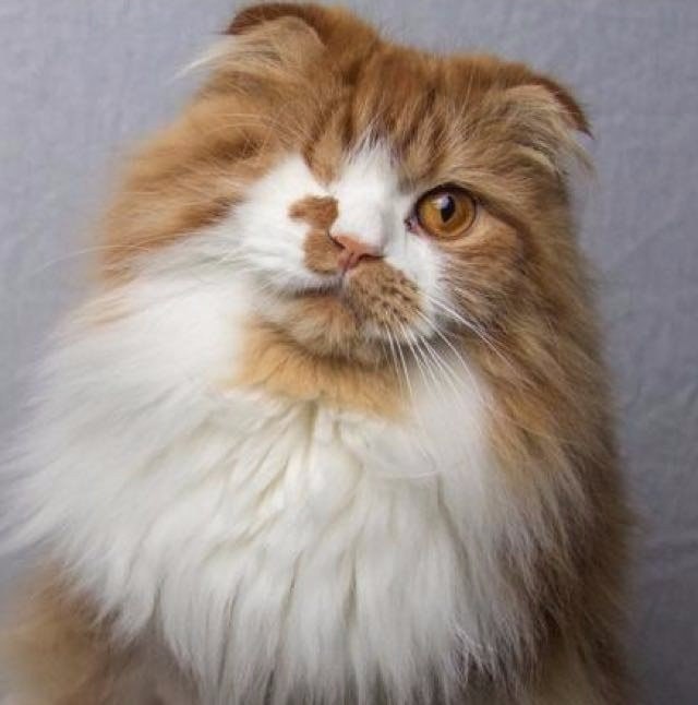 Коты и Кошки