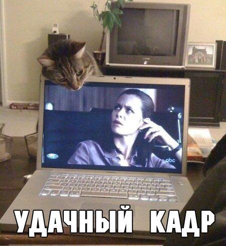 Коты и Кошки