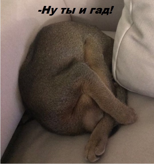 Котовторник 9.01.2018