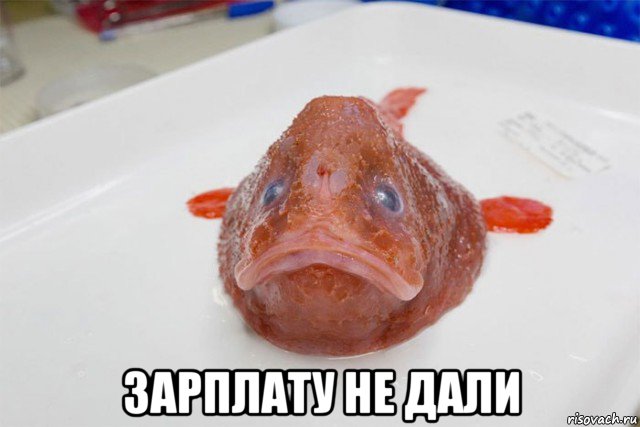 Кто обитает на дне у берегов Австралии