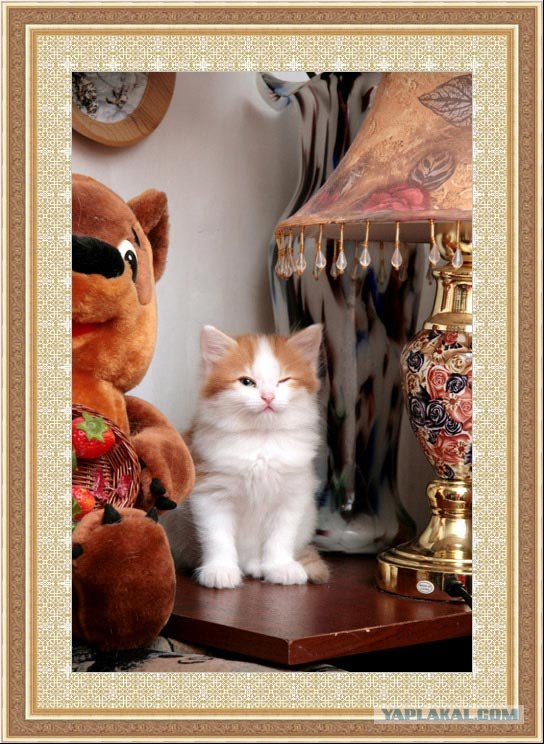 Коты на вторник на ЯПлакалъ (07.10.2008)