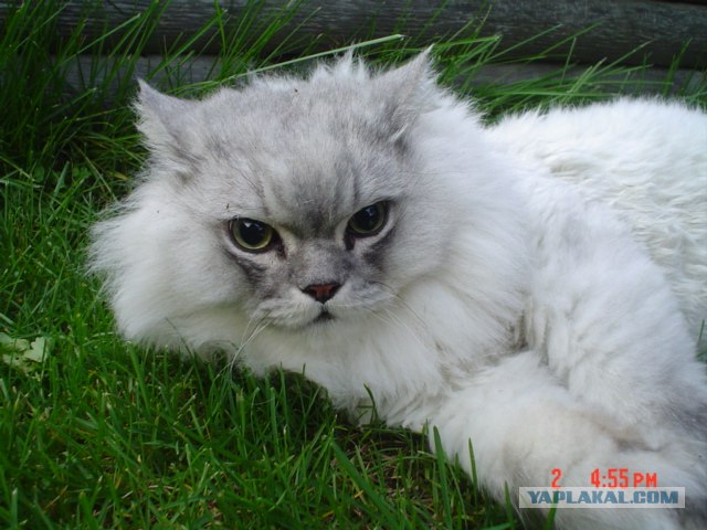 Ура, котовторник!