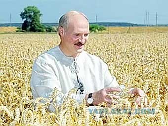 Усатые звезды