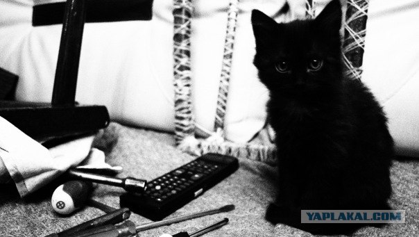 Кошкины истории со счастливым концом