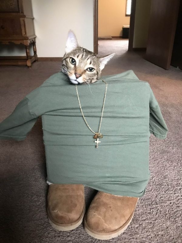 Прикольных котов пост