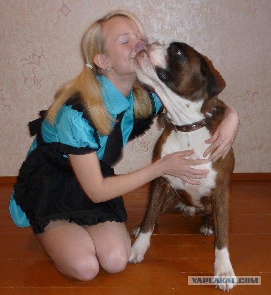 Немного о собаках