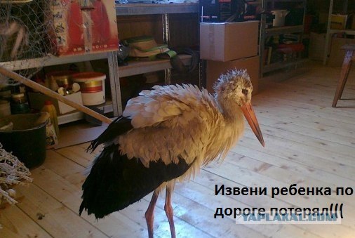 Аист