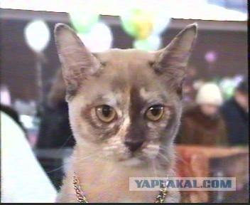 Котовторник уже сегодня!
