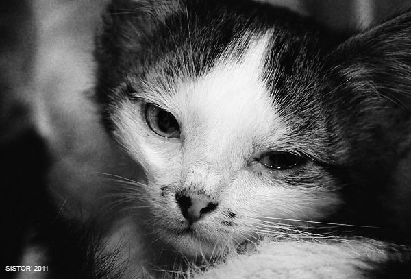 Котовторник, для любителей кошек