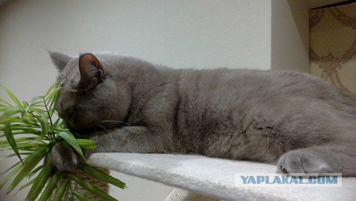 Котовторник на 26.06.12