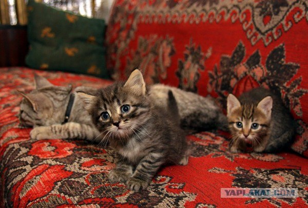 Котовторник 24.07.2012