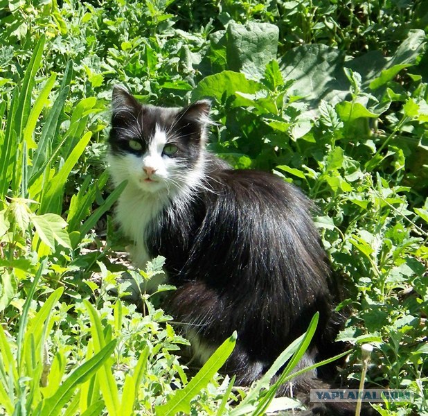 Котовторник 11.09.2012