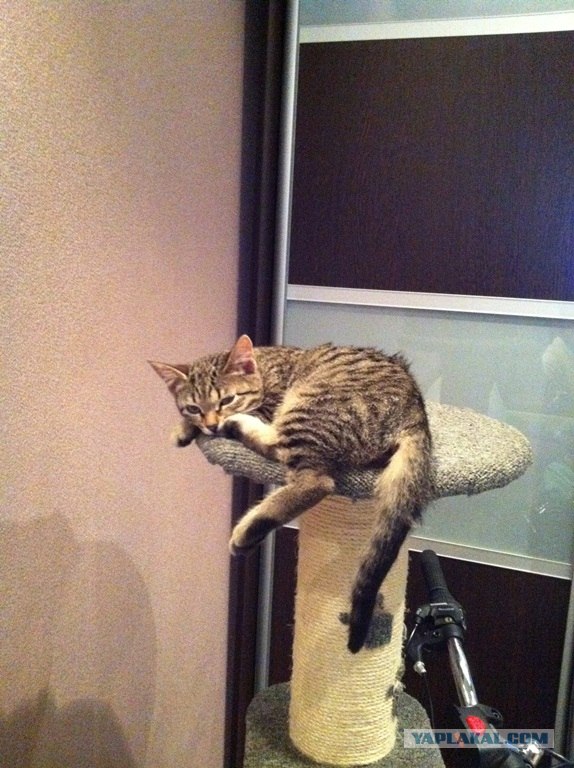 Котовторник  16.10.12