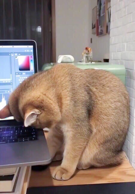 Котики