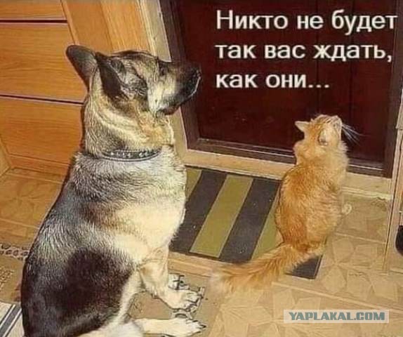 Немного картинок для настроения 05.11.20