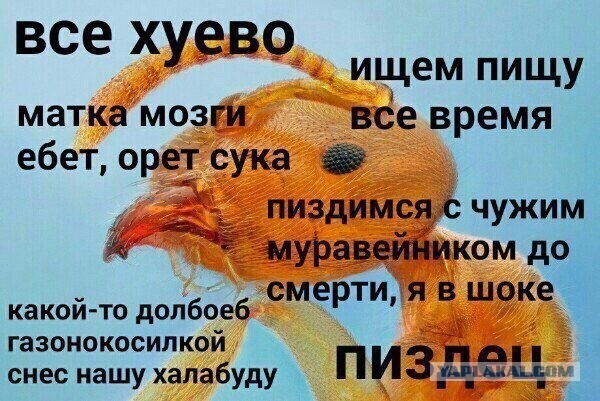 Не понимала, почему Виктор меня мышкой называет, пока не обнаружила целый зоопарк в его телефоне