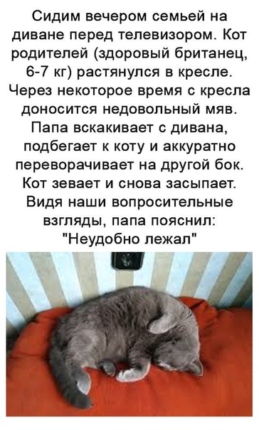Картинки с надписями и котами