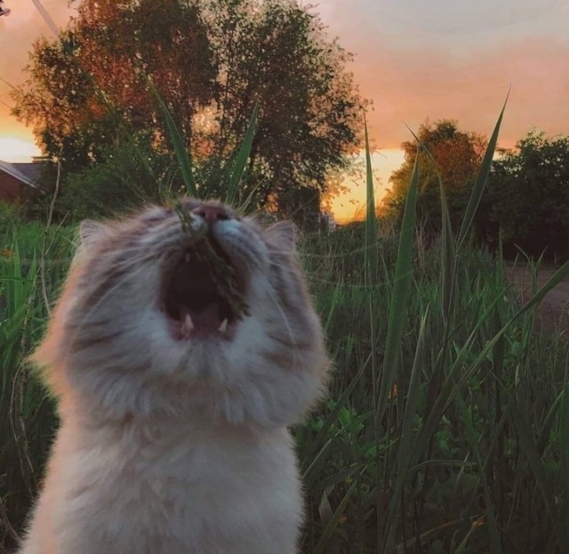 Котовторник