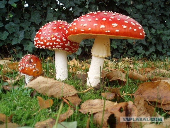 Вторник, а значит пора начинать деградировать...